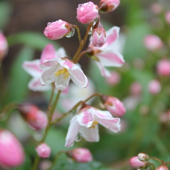 Deutzia x 'Yuki Cherry Blossom' - Deutzia