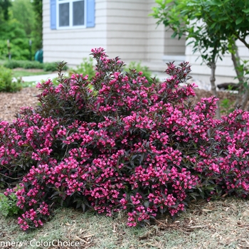 Weigela florida ''Bokraspiwi'' PP 23,781, Can 4,655 (Weigela) - Spilled Wine® Weigela