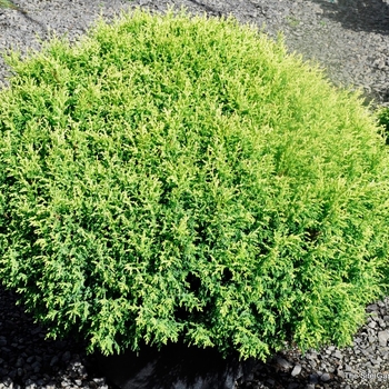 Chamaecyparis pisifera ''Cream Ball'' (Falsecypress) - Cream Ball Falsecypress