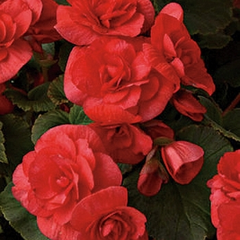 Begonia x hiemalis 'Solenia® Red Improved' - Solenia® Rieger Begonia