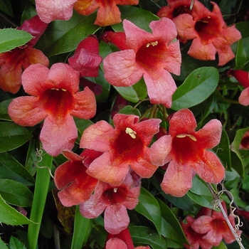 Bignonia capreolata ''Dragon Lady'' (Crossvine) - Dragon Lady Crossvine