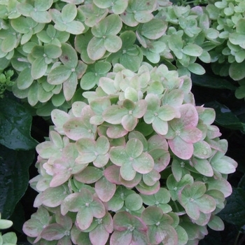 Hydrangea paniculata 'Little Lime' - Hardy Hydrangea