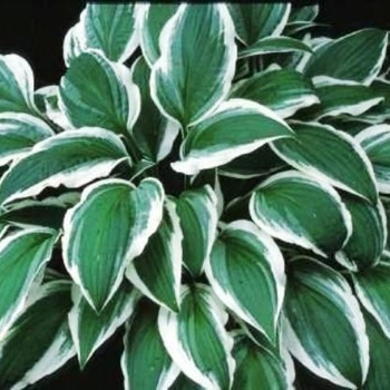 Hosta 'Ginko Craig' - Hosta