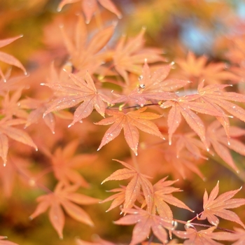 Acer palmatum ''Dragon Tears™'' JN4 PP22249 (Japanese Maple) - Dragon Tears™ Japanese Maple