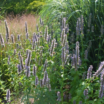 Agastache ''Black Adder'' (Hummingbird Mint) - Black Adder Hummingbird Mint