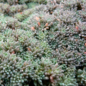 Sedum hispanicum var. minus ''Blue Carpet'' (Stonecrop) - Blue Carpet Stonecrop