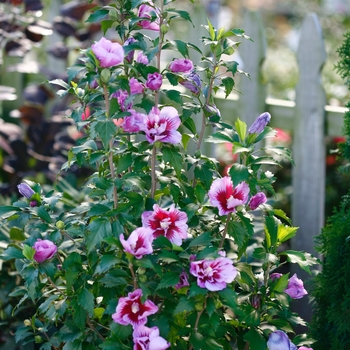 Hibiscus syriacus - 'Purple Pillar®' Rose of Sharon