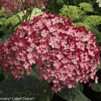 Hydrangea arborescens 'Ruby' - Invincibelle® Ruby