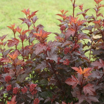 Physocarpus o. ''SMNPOBLR'' PP28695, CBR 5939 - Ginger Wine® Ninebark