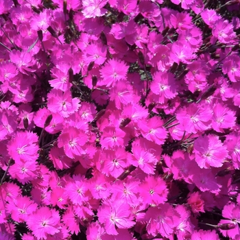 Dianthus gratianopolitanus ''Fire Witch'' (Cheddar Pinks) - Fire Witch Cheddar Pinks