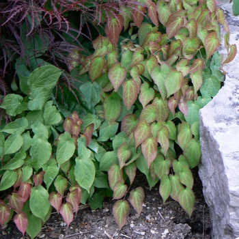 Epimedium rubrum - Red Barrenwort