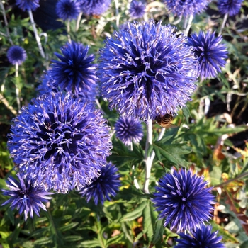 Echinops ritro 'Veitch's Blue' - Globe Thistle