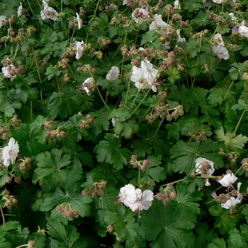 Geranium x cantabrigiense ''Biokovo'' (Dwarf Cransebill) - Biokovo Dwarf Cransebill