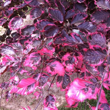 Fagus sylvatica 'Roseomarginata' - Tricolor Beech