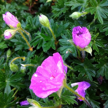 Geranium sanguineum ''Max Frei'' (Bloody Cranesbill) - Max Frei Bloody Cranesbill