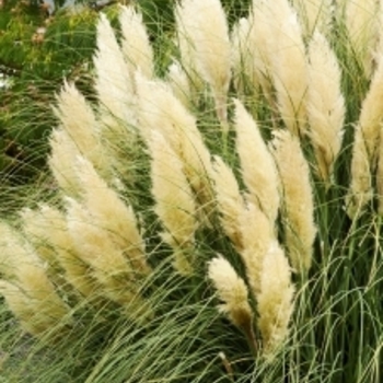 Cortaderia selloana ''Pumila'' (Dwarf Pampas Grass) - Pumila Dwarf Pampas Grass