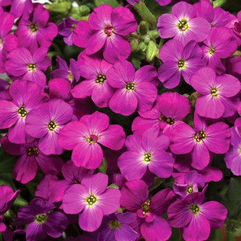 Aubrieta ''Lilac Imp'' (Rock Cress) - Axcent™ Lilac Imp