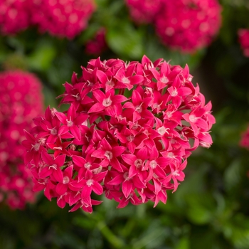 Pentas lanceolata ''Lipstick'' (Starflower) - Beebright™ Lipstick