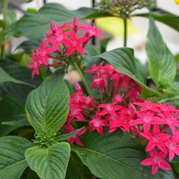 Pentas lanceolata ''Lipstick'' (Star Flower) - Graffiti® Lipstick