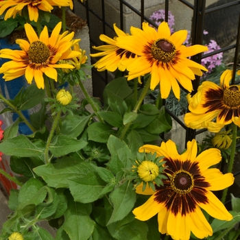Rudbeckia hirta ''Denver Daisy™'' (Black-Eyed Susan) - Denver Daisy™ Black-Eyed Susan