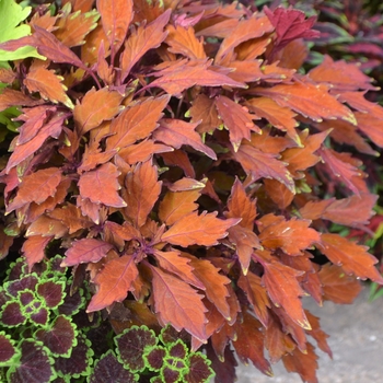 Solenostemon ''UF9837'' PP27077 (Coleus) - Flame Thrower™ Habanero