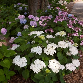 Hydrangea macrophylla Blushing Bride - Blushing Bride Hydrangea 