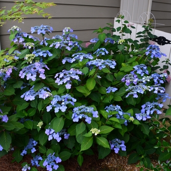 Hydrangea macrophylla 'Twist-n-Shout®' - Twist-n-Shout® Bigleaf Hydrangea 