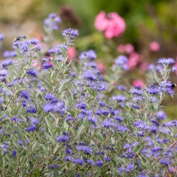 Caryopteris x clandonensis ''Blauer-Splatz'' (Bluebeard) - Sapphire Surf™ Bluebeard