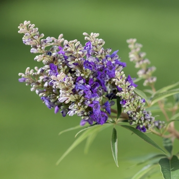 Vitex agnus-castus ''PIIVAC-Il'' PP26,775 (Vitex) - Blue Puffball™ Vitex