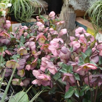 Helleborus 'Penny's Pink™' - Frostkiss™ Lenton Rose