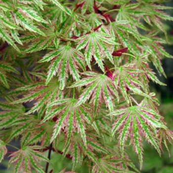 Acer palmatum ''Higasayama'' (Japanese Maple) - Higasayama Japanese Maple
