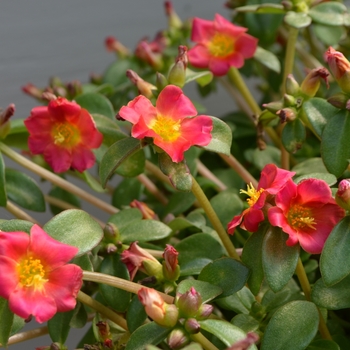 Portulaca oleracea (Purlslane) - Pazazz Nano™ 'Fuchsia'