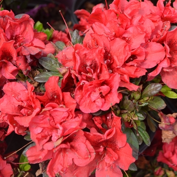 Rhododendron 'Autumn Fire™' - Encore® Azalea