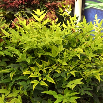 ''Lemon-Lime'' Heavenly Bamboo