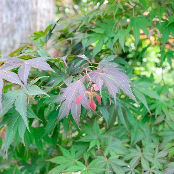 Acer palmatum - ''Atrolineare'' Japanese Maple