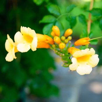 Campsis tablianbuana 'Madam Galen' - Mme Galen Trumpet Vine