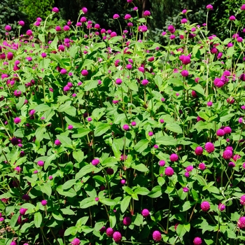 Gomphrena globosa ''Ping Pong Purple'' (Gomphrena) - Ping Pong Purple Gomphrena