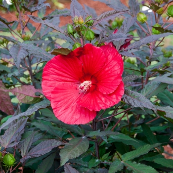 Hibiscus ''Midnight Marvel'' PP24079 (Rose Mallow) - Midnight Marvel Rose Mallow