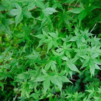 Acer palmatum ''Shindeshojo'' (Japanese Maple) - Shindeshojo Japanese Maple