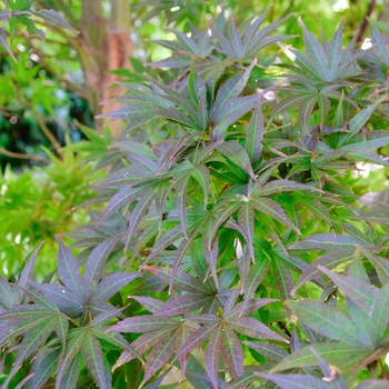 Acer palmatum ''Pixie'' (Japanese Maple) - Pixie Japanese Maple