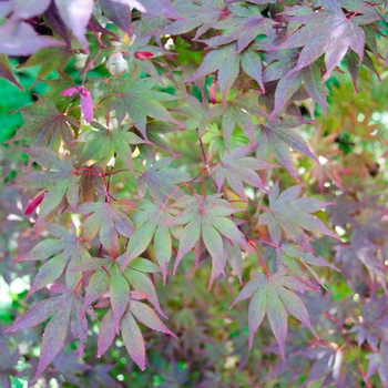 Acer palmatum ''Fireglow'' (Japanese Maple) - Fireglow Japanese Maple