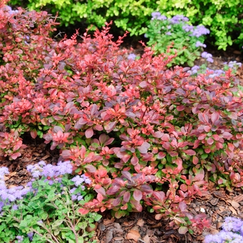 Berberis thunbergii ''Gentry'' PP9461 (Japanese Barberry) - Royal Burgundy® Japanese Barberry