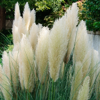 Cortaderia selloana ''Pumila'' (Dwarf Pampas Grass) - Ivory Feathers® Dwarf Pampas Grass