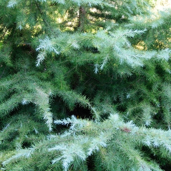 Cedrus deodara ''Snow Sprite'' (Deodar Cedar) - Snow Sprite Deodar Cedar