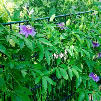 Passiflora ''Incense'' (Passion Flower) - Incense Passion Flower