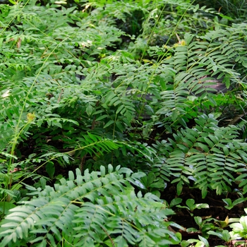 Osmunda regalis var. spectabilis (Royal Fern) - Royal Fern