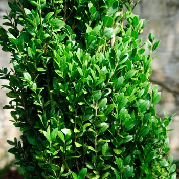 Buxus sempervirens 'Graham Blandy' - Boxwood