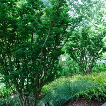 Acer palmatum 'Shishigashira' - Japanese Maple