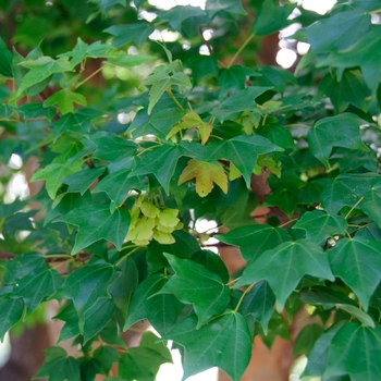 Acer buergerianum (Trident Maple) - Trident Maple