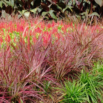 Pennisetum setaceum ''Fireworks'' PP18504 (Variegated Red Fountain Grass) - Graceful Grasses® Fireworks